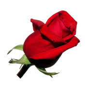 Flowersfast