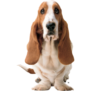 Hushpuppies
